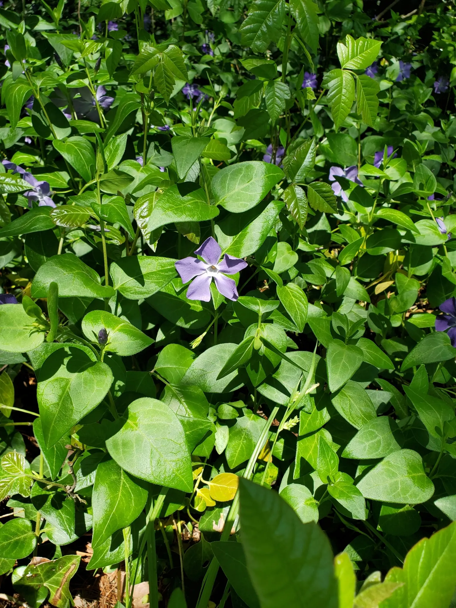 Periwinkle (Vinca Major) — typically grace the plant in mid-spring and intermittently throughout the summer months; blue-lavender flowers spreading, image 185