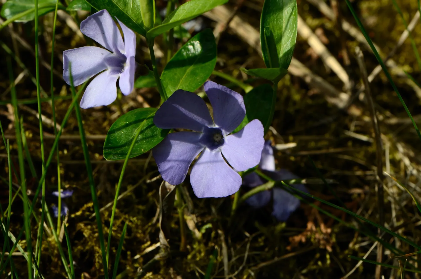 Periwinkle (Vinca Major) — Originating from the Mediterranean region, this trailing vine thrives in U.S; although it prefers moist, image 94
