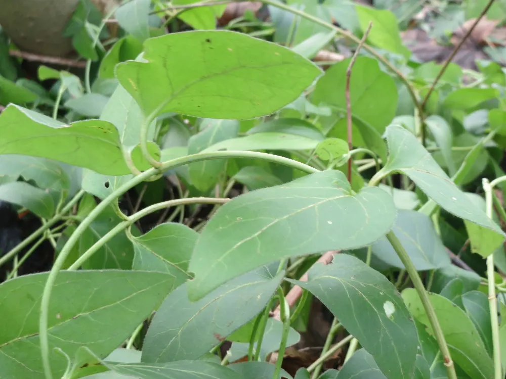 Periwinkle (Vinca Major) — ground cover with blue blooms; infusing the garden with subtle color, image 111