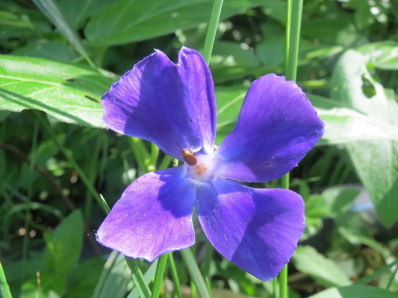 Periwinkle (Vinca Major) — it's important to note that Vinca major spreads quickly and can reach an expansive coverage; where other plants may, image 104