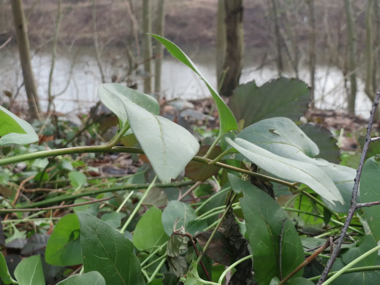 Periwinkle (Vinca Major) — ground cover for half or shade; where other plants may struggle, image 112