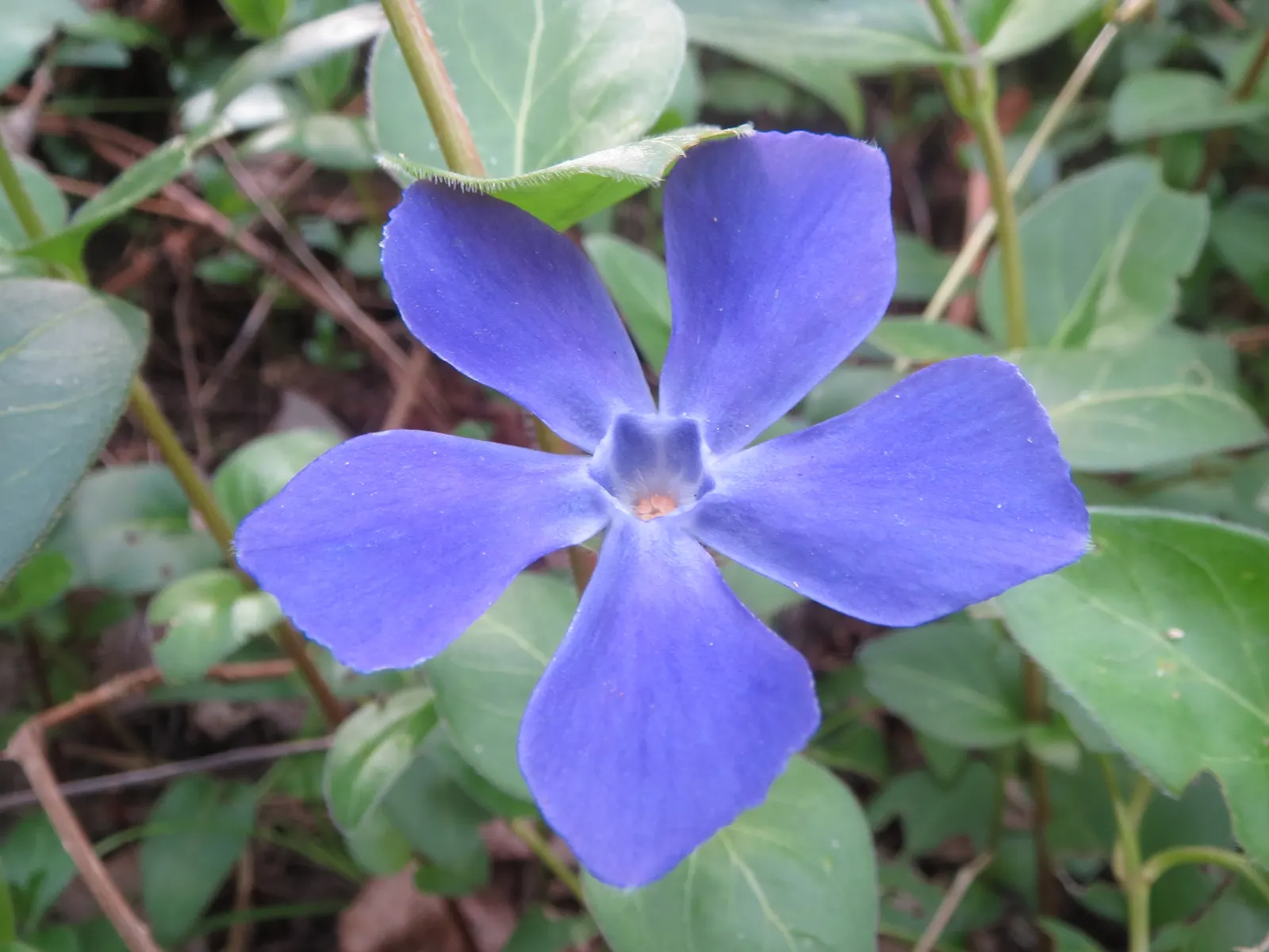 Periwinkle (Vinca Major) — where other plants may struggle; blue-lavender flowers spreading 1-2 inches wide, image 109