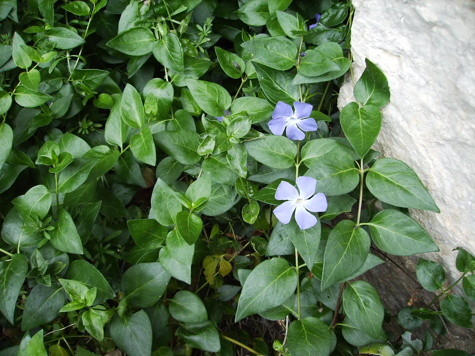 Periwinkle (Vinca Major) — although it prefers moist; infusing the garden with subtle color, image 95