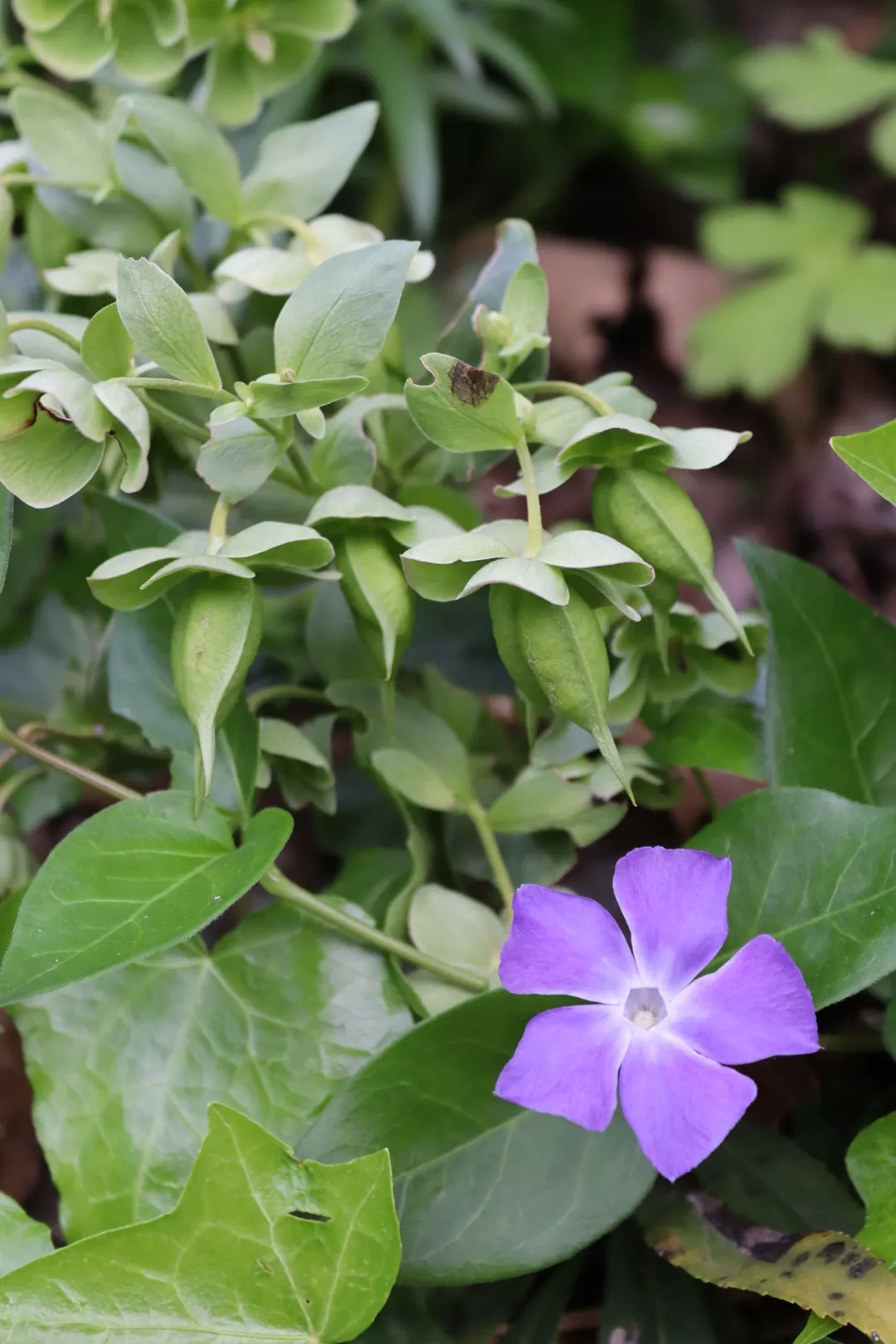Periwinkle (Vinca Major) — five-petaled lavender-blue flowers