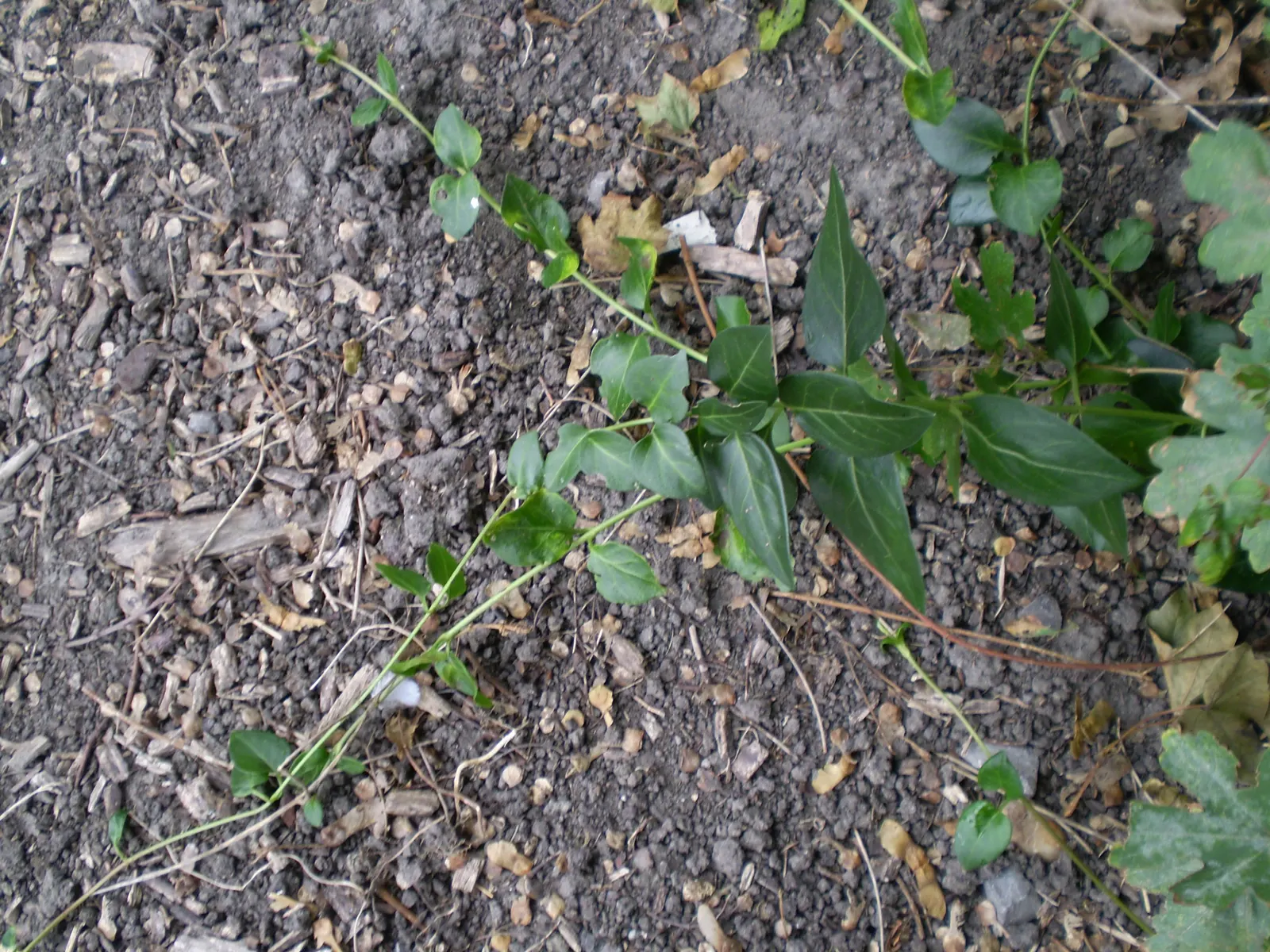 Periwinkle (Vinca Major) — with stems stretching up to 18 inches long; blue-lavender flowers spreading 1-2 inches wide, image 189