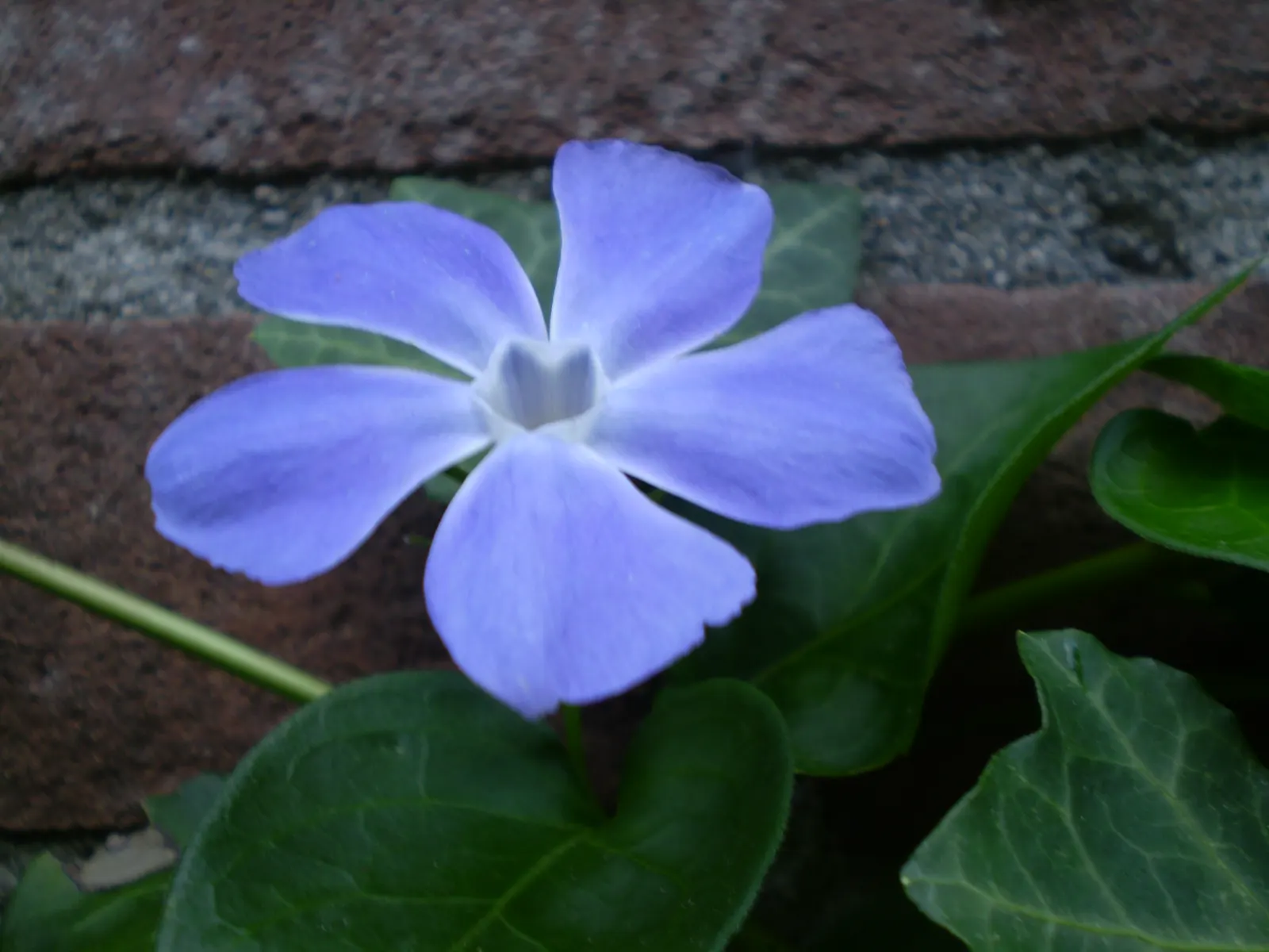 Periwinkle (Vinca Major) — which requires minimal care beyond occasional pruning to control its spread; where other plants may struggle, image 192