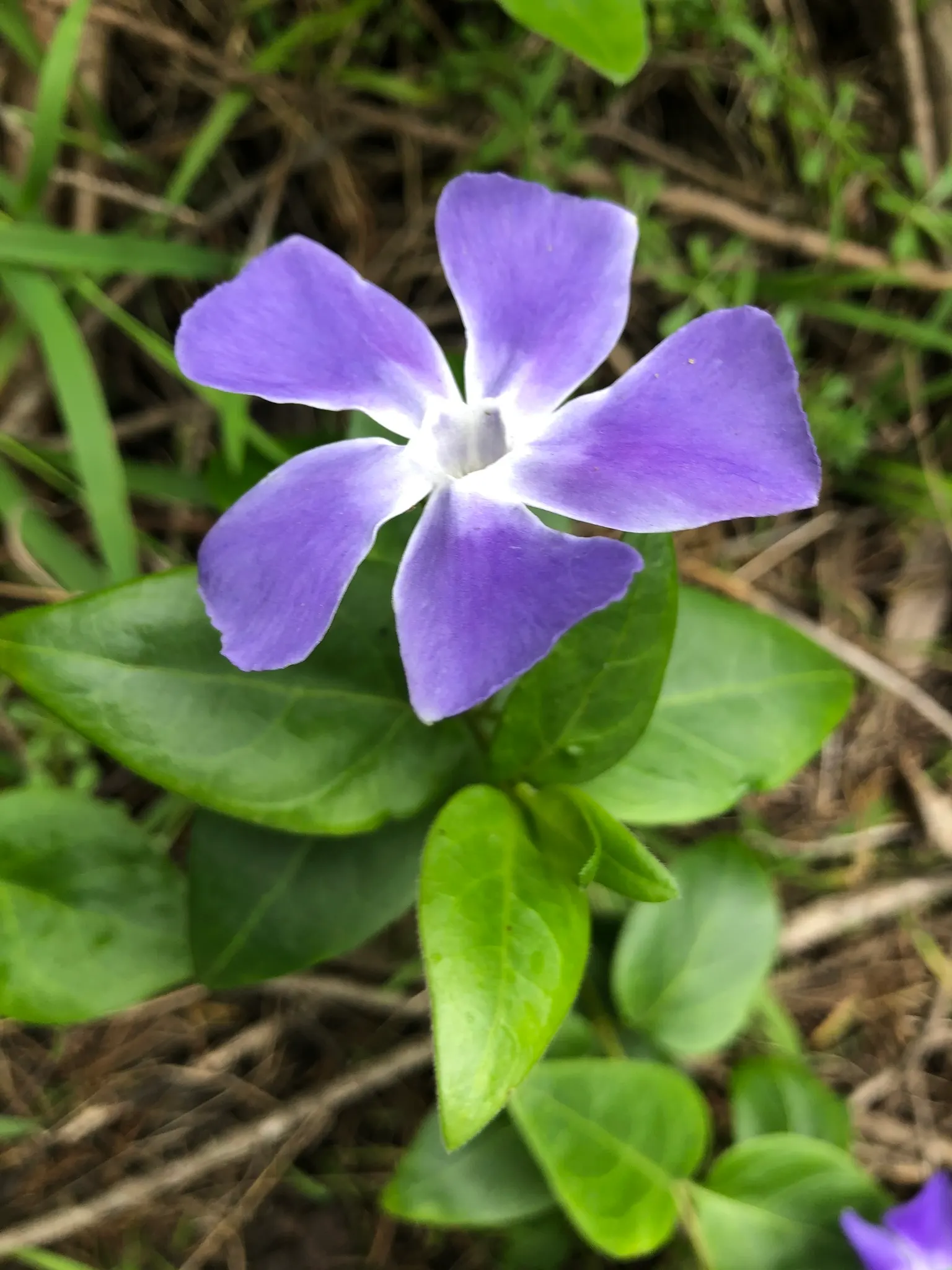 Periwinkle (Vinca Major) — infusing the garden with subtle color; although it prefers moist, image 186