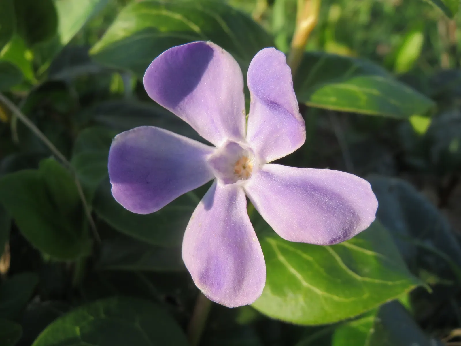 Periwinkle (Vinca Major) — it adds vibrant color from spring to autumn; blue-lavender flowers spreading 1-2 inches wide, image 117