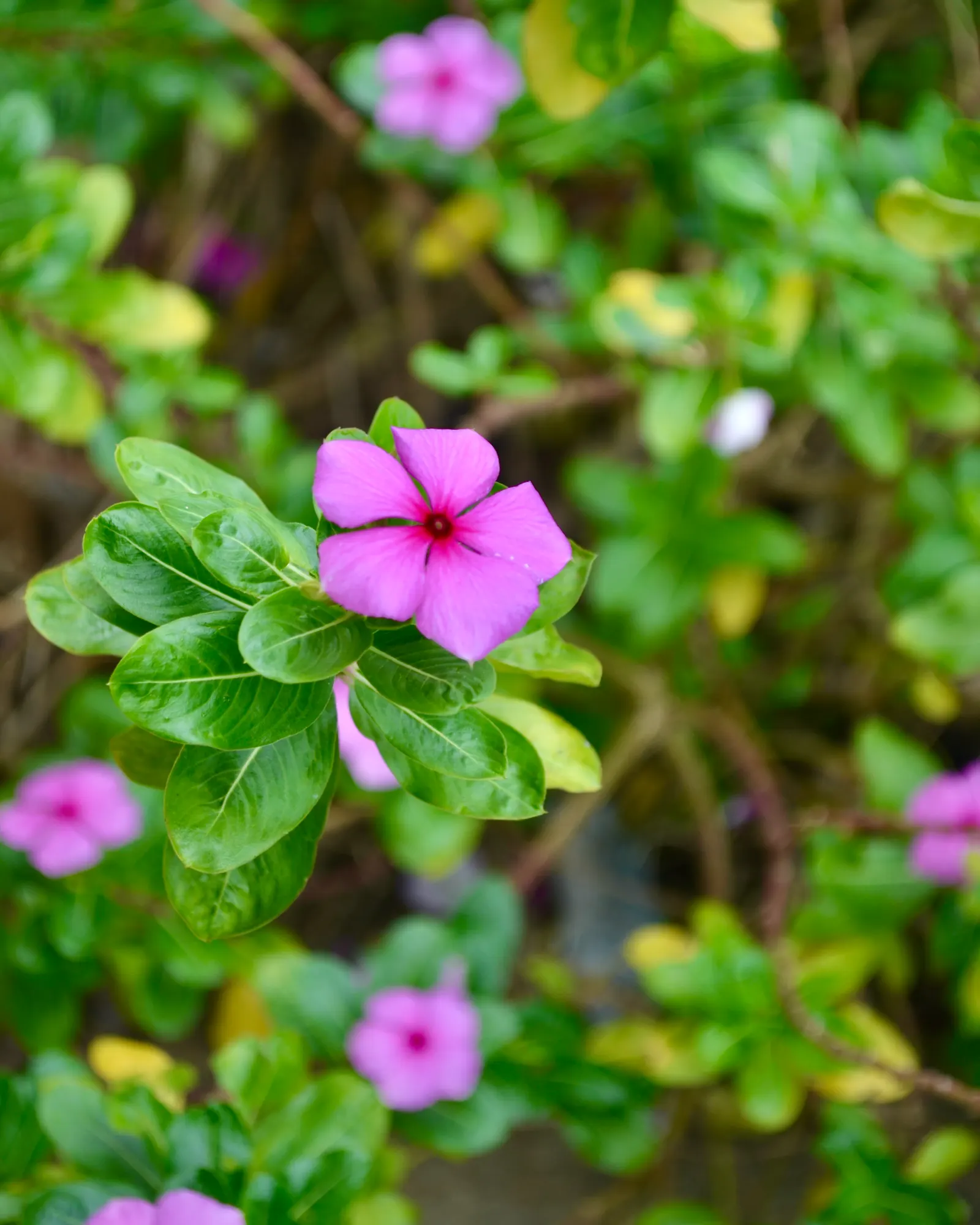 Periwinkle (Vinca Major) — ground cover with blue blooms