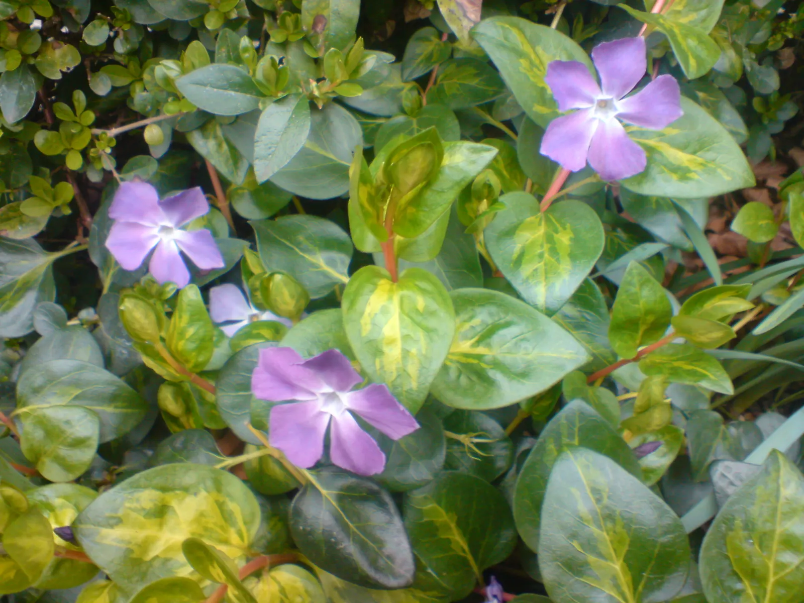 Periwinkle (Vinca Major) — commonly referred to as Vinca major; blue-lavender flowers spreading 1-2 inches wide, image 93