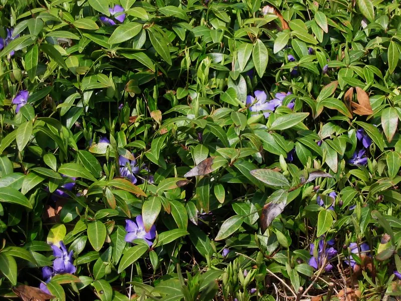 Periwinkle (Vinca Major) — Strategic planting is suggested to avoid unwanted overtaking of nearby plants