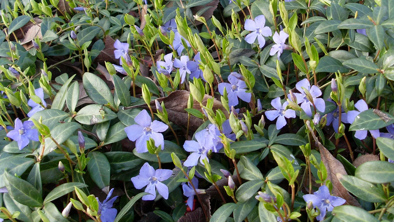 Periwinkle (Vinca Major) — where other plants may struggle