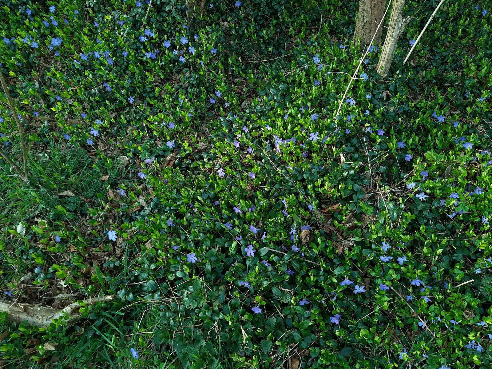 Periwinkle (Vinca Major) — Periwinkle, or Vinca major, is a fast-spreading evergreen ground cover; blue-lavender flowers spreading 1-2 inches wide