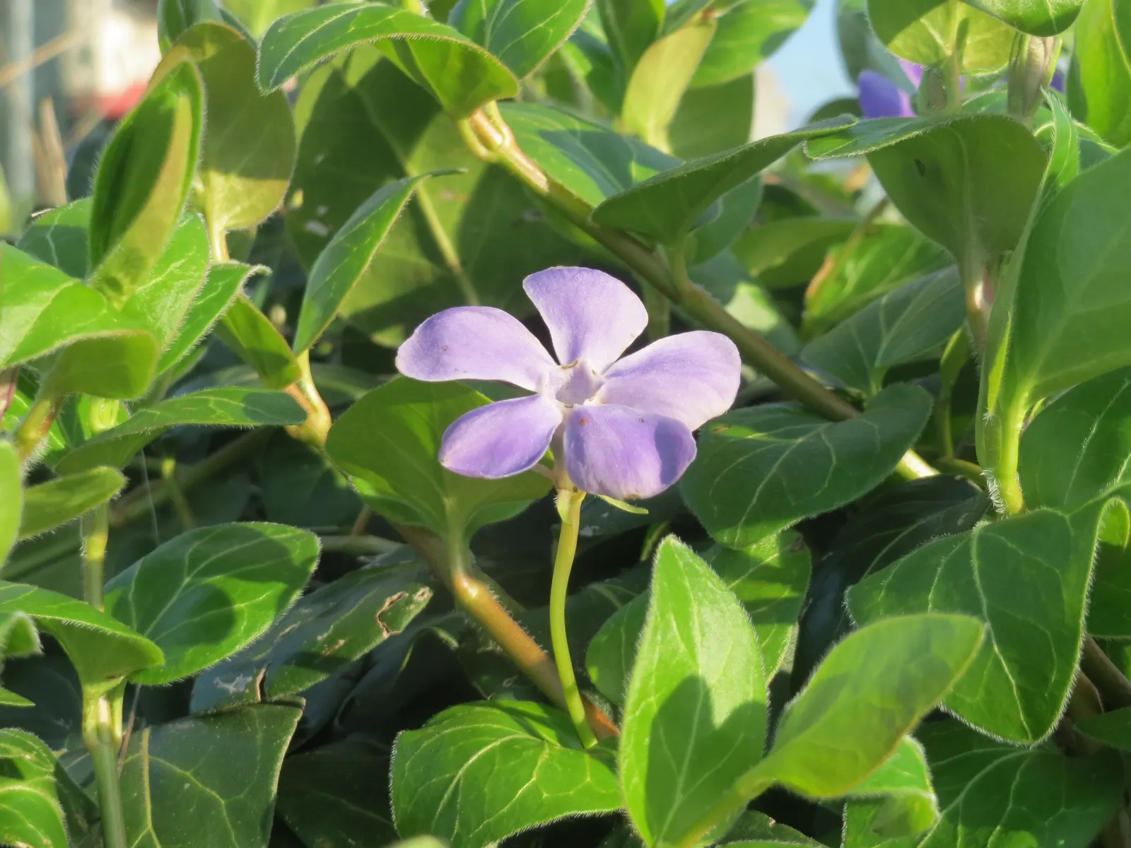 Periwinkle (Vinca Major) — Its trailing stems can extend up to 18 inches; although it prefers moist, image 118