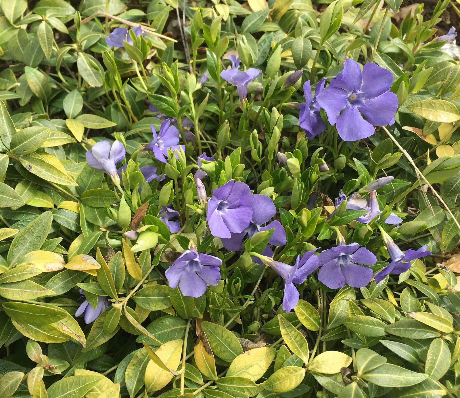 Periwinkle (Vinca Major) — around 1-2 inches in diameter