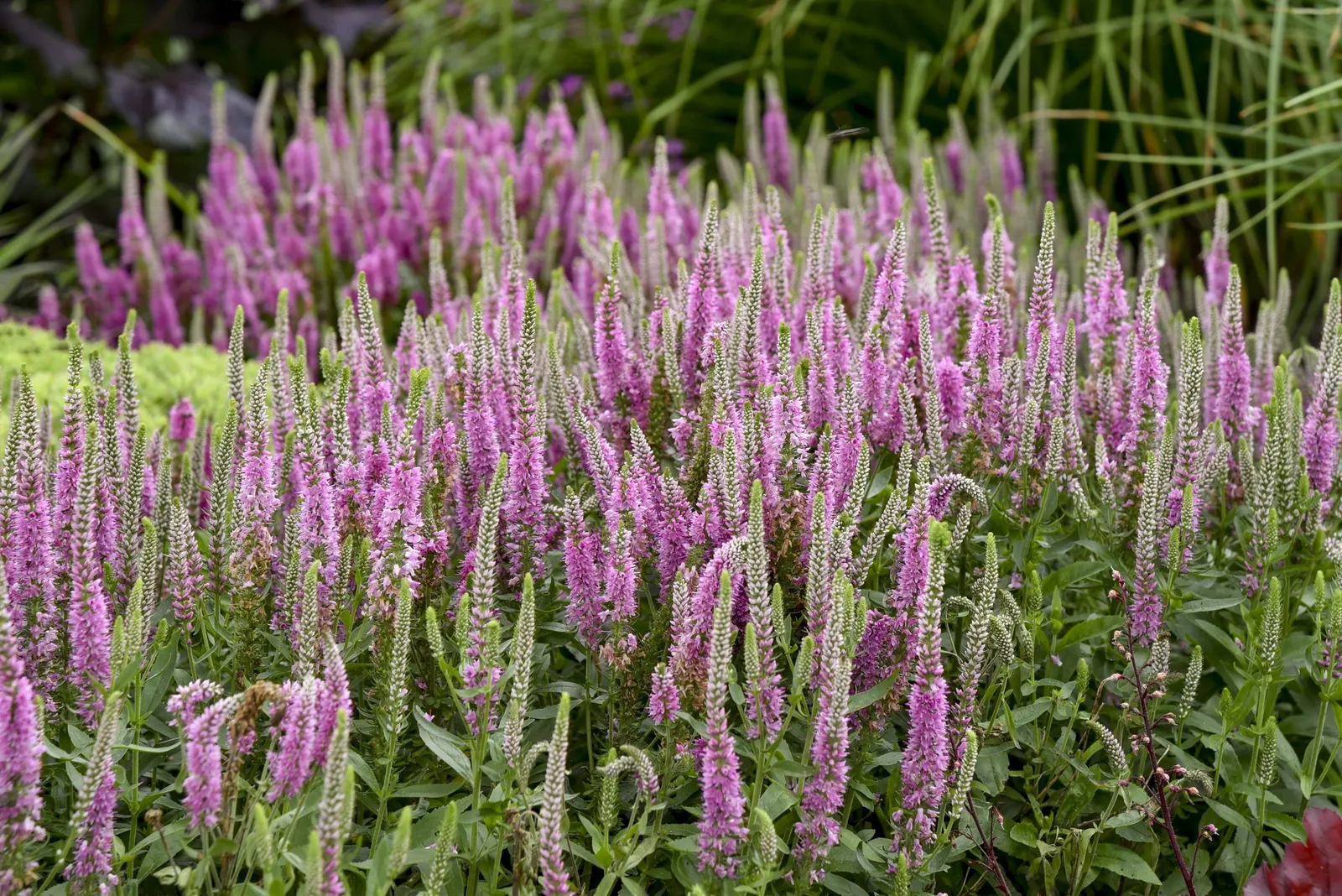 'Pink Potion' Spike Speedwell (Veronica hybrid) — It matures to 14-16 inches tall and 18-22 inches wide, fitting neatly into borders or containers