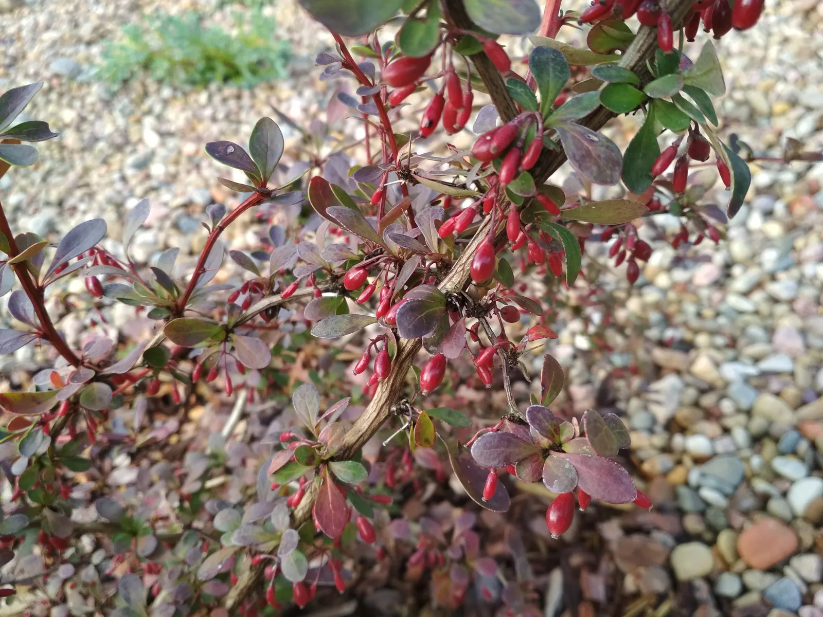 Japanese Golden Ring Barberry (Berberis Thunbergii 'Golden Ring') — It features vibrant green foliage with distinctive golden-yellow margins, which intensify