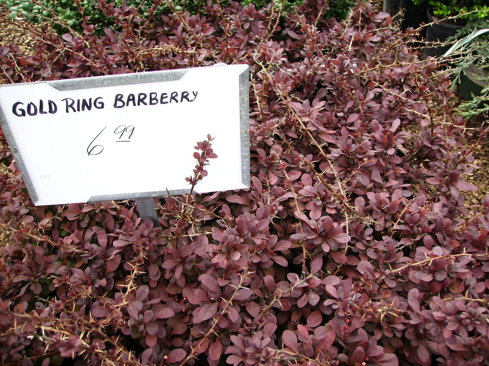 Japanese Golden Ring Barberry (Berberis Thunbergii 'Golden Ring') — The Japanese Golden Ring Barberry (Berberis thunbergii 'Golden Ring') is a striking