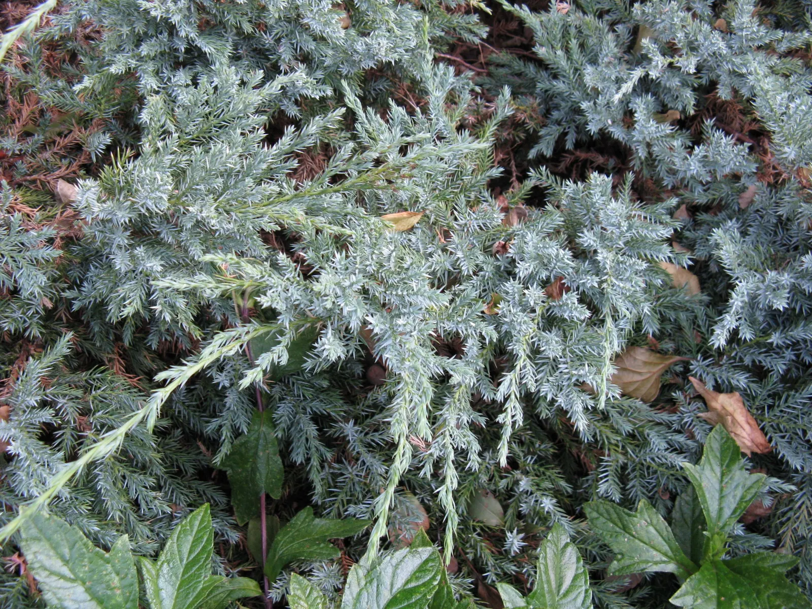 Blue Carpet Juniper (Juniperus Squamata 'Blue Carpet') — Ideal for rock gardens, slopes, and as a ground cover to prevent erosion