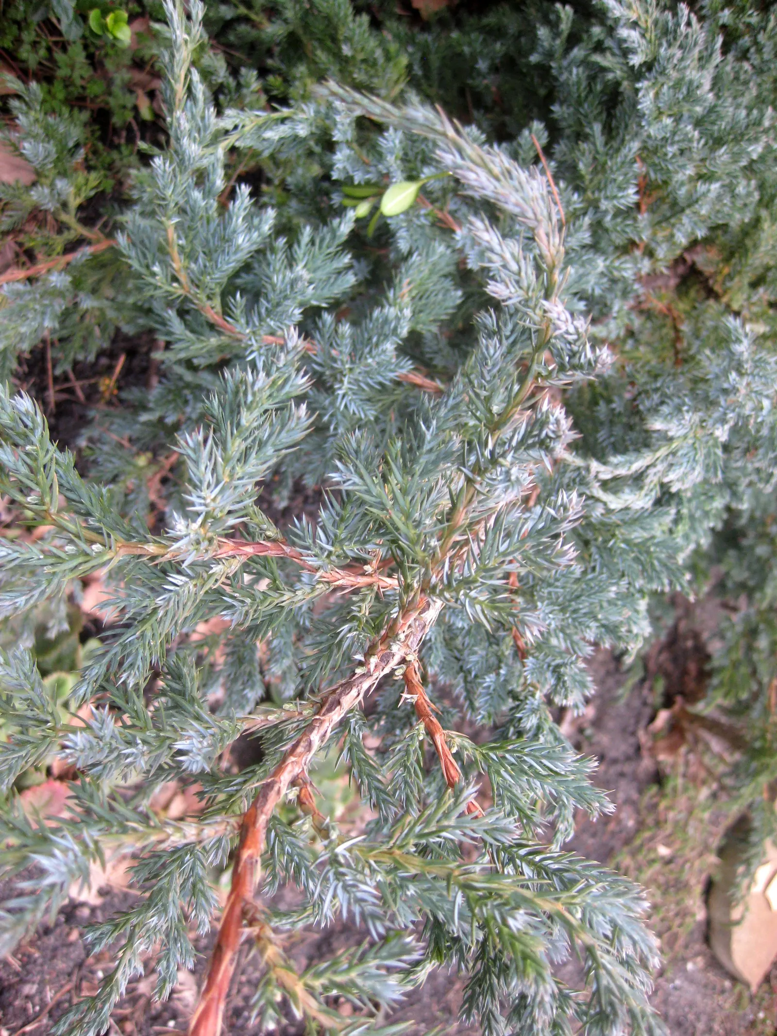 Blue Carpet Juniper (Juniperus Squamata 'Blue Carpet') — is an evergreen conifer that provides an exquisite splash of color and texture to any landscape design
