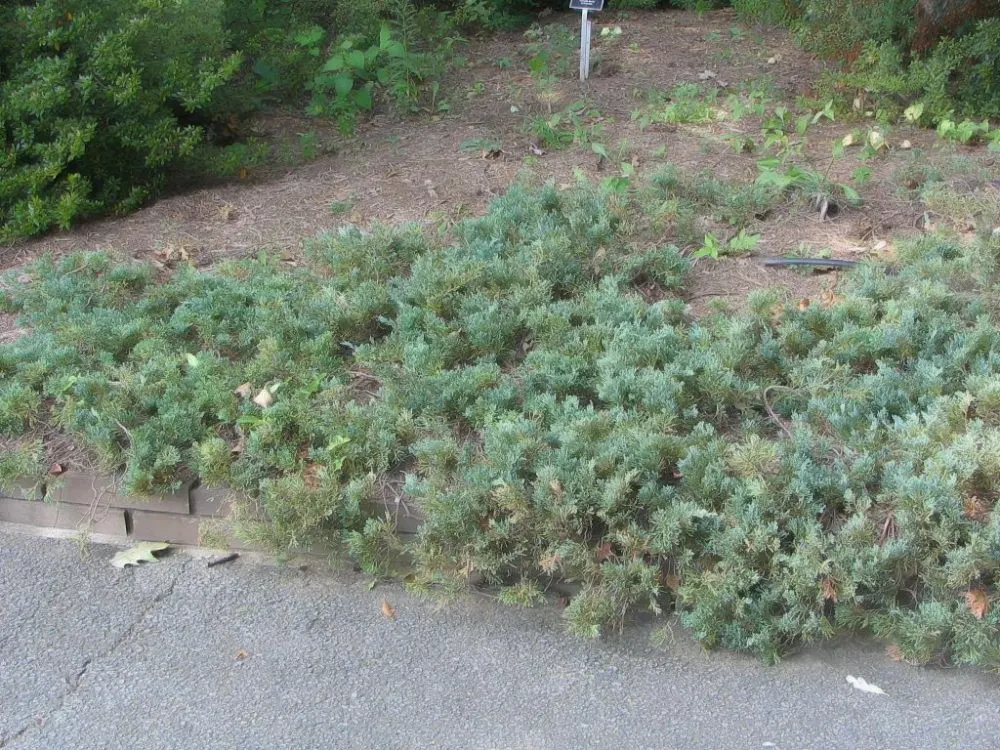 Blue Carpet Juniper (Juniperus Squamata 'Blue Carpet') — evergreen conifer that offers year-round interest