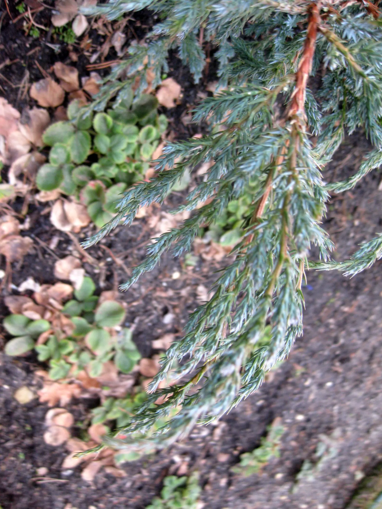 Blue Carpet Juniper (Juniperus Squamata 'Blue Carpet') — commonly referred to as the Blue Carpet Juniper