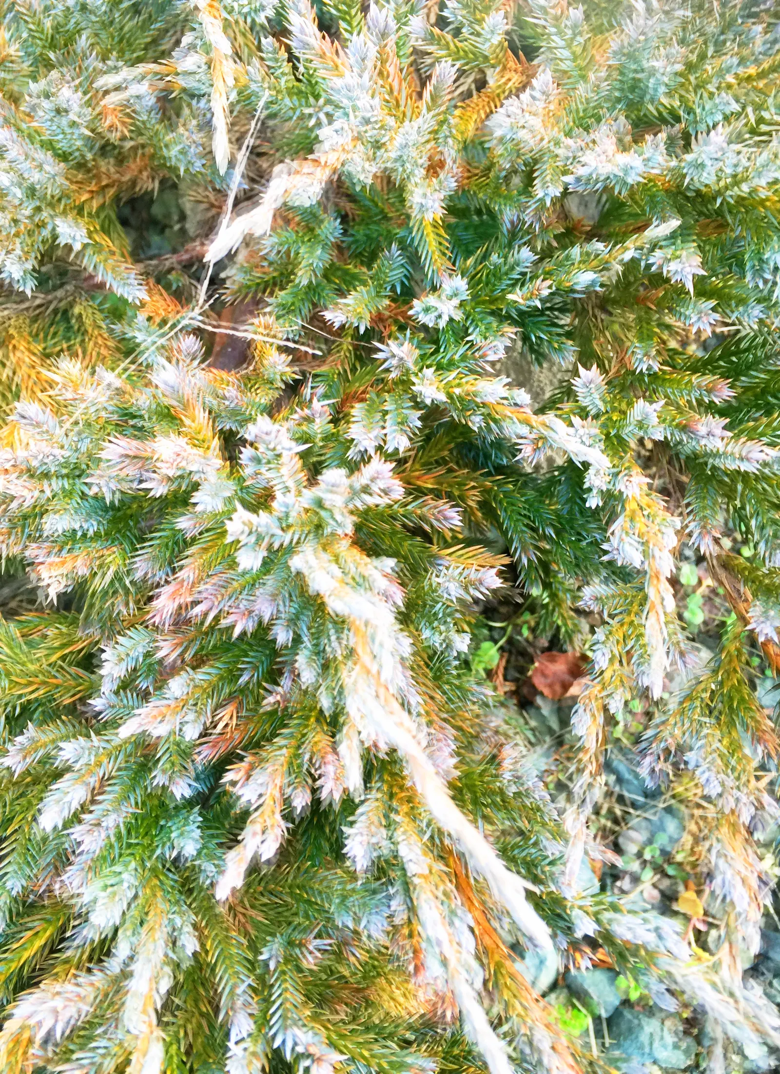 Blue Carpet Juniper (Juniperus Squamata 'Blue Carpet') — forming a mat around 4-6 inches tall with up to 8 feet spread