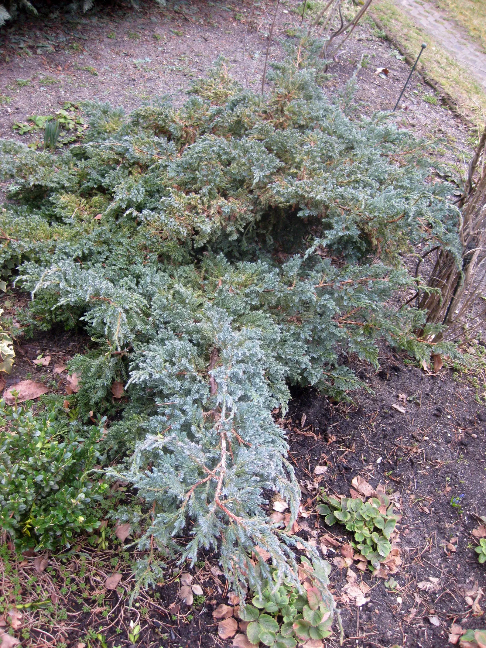 Blue Carpet Juniper (Juniperus Squamata 'Blue Carpet') — reaching an approximate height of 6 to 12 inches with a spread that can extend up to 5 to 6 feet at