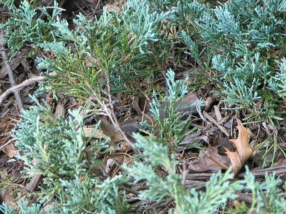 Blue Carpet Juniper (Juniperus Squamata 'Blue Carpet') — Blue Carpet Juniper (Juniperus squamata 'Blue Carpet') is a low-growing