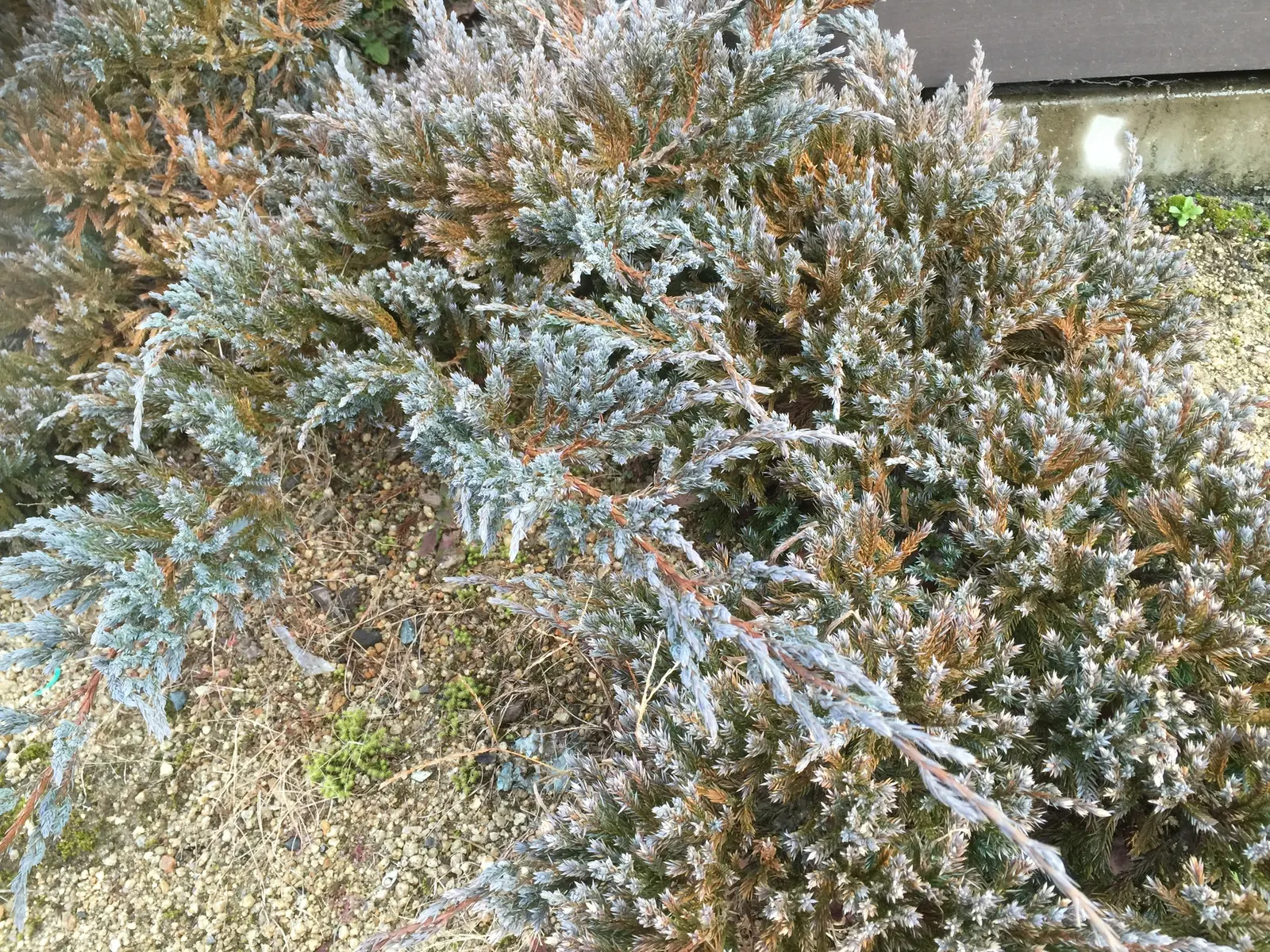 Blue Carpet Juniper (Juniperus Squamata 'Blue Carpet') — Tolerant of poor soils and drought, this hardy plant thrives in full sun