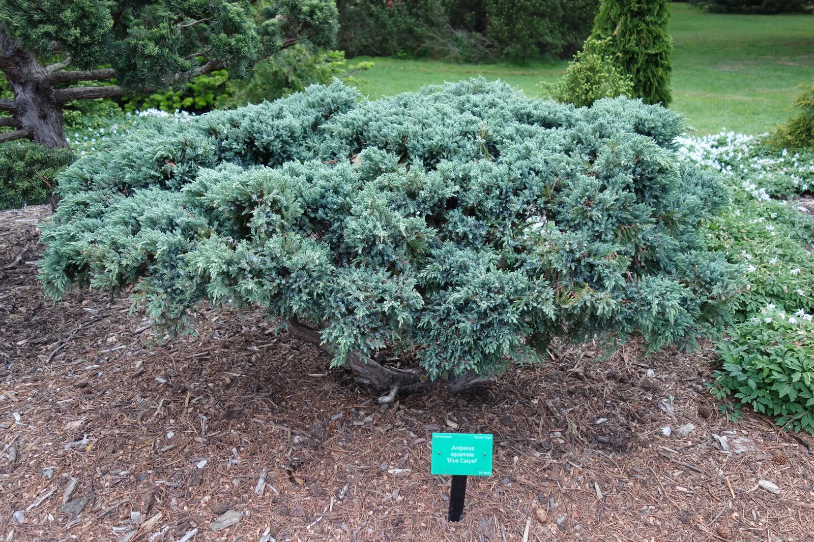 Blue Carpet Juniper (Juniperus Squamata 'Blue Carpet') — Its silver-blue needle-like foliage densely blankets the ground