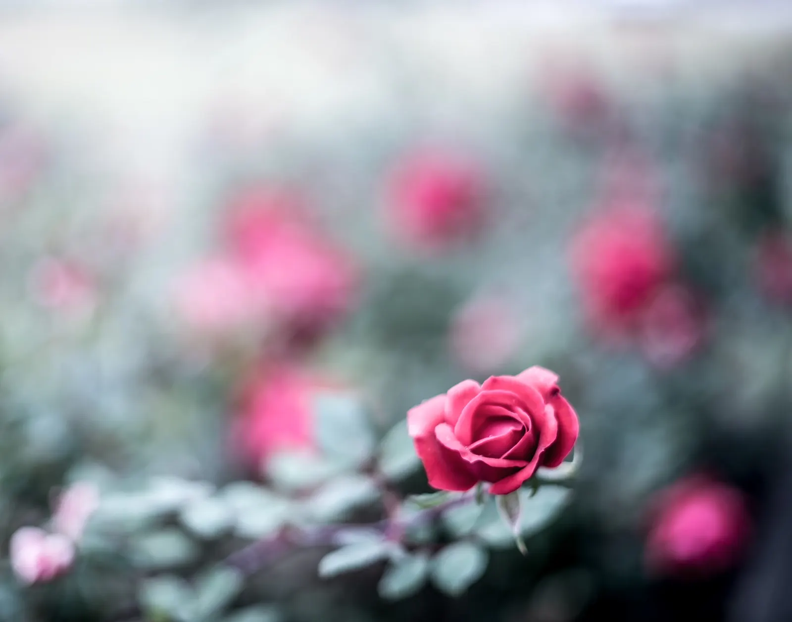 Pink Cadillac Rose (Rose 'Pink Cadillac') — The Rose 'Pink Cadillac' is a striking Floribunda boasting large, brilliant pink blooms with a mild fragrance
