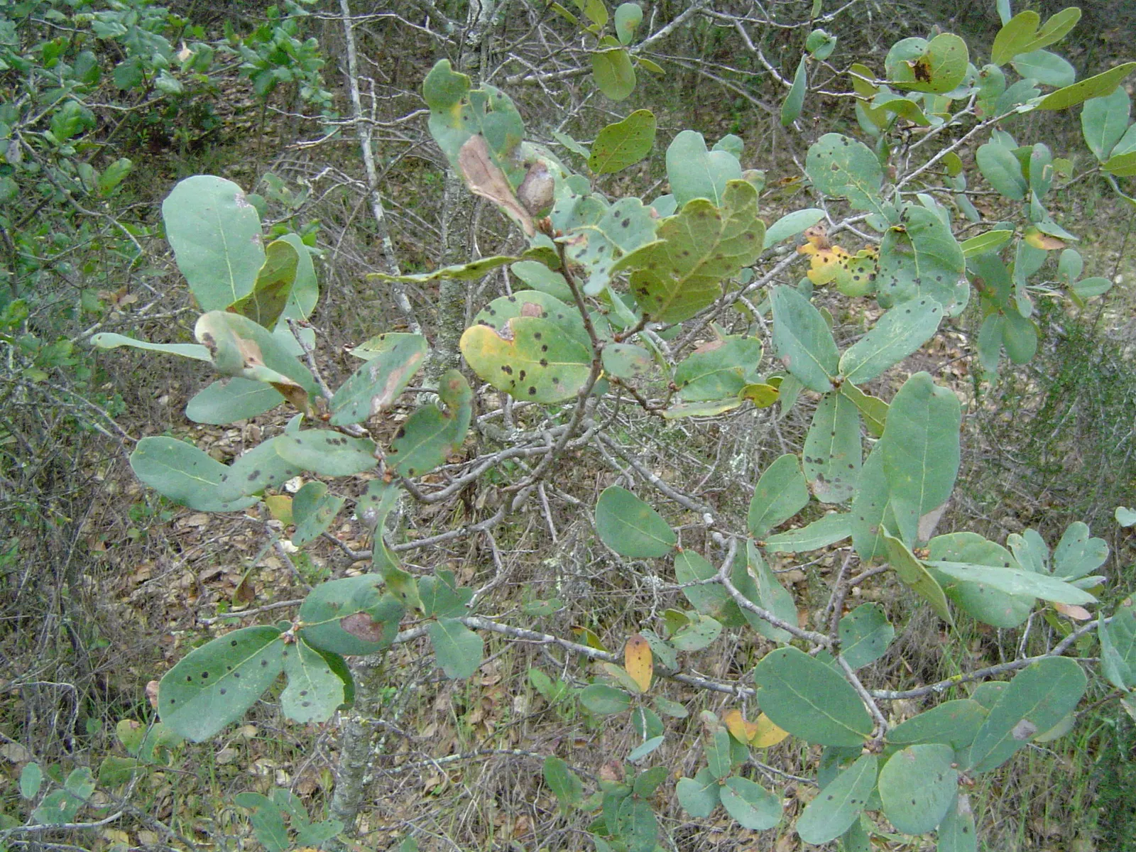 Engelmann Oak, Mesa Or Pasadena Oak (Quercus Engelmannii) — also known as Mesa or Pasadena Oak