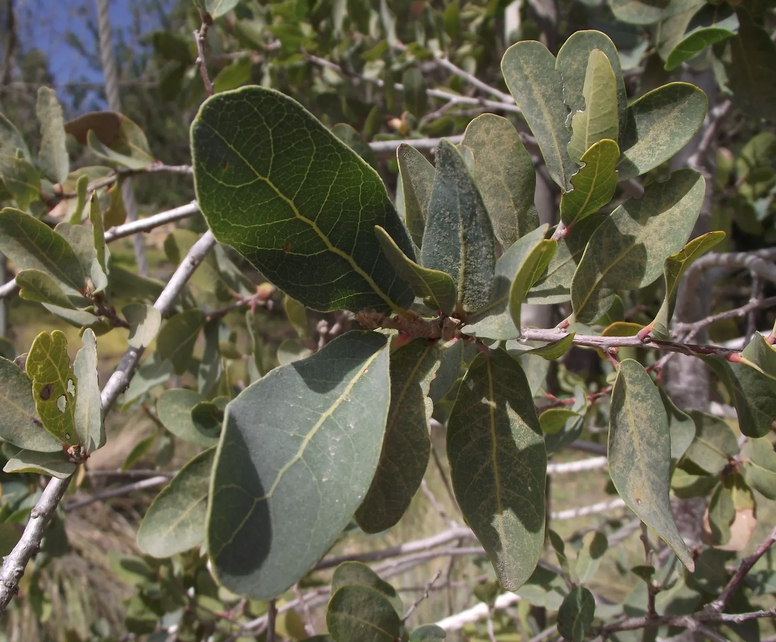 Engelmann Oak, Mesa Or Pasadena Oak (Quercus Engelmannii) — The Engelmann Oak (Quercus engelmannii)
