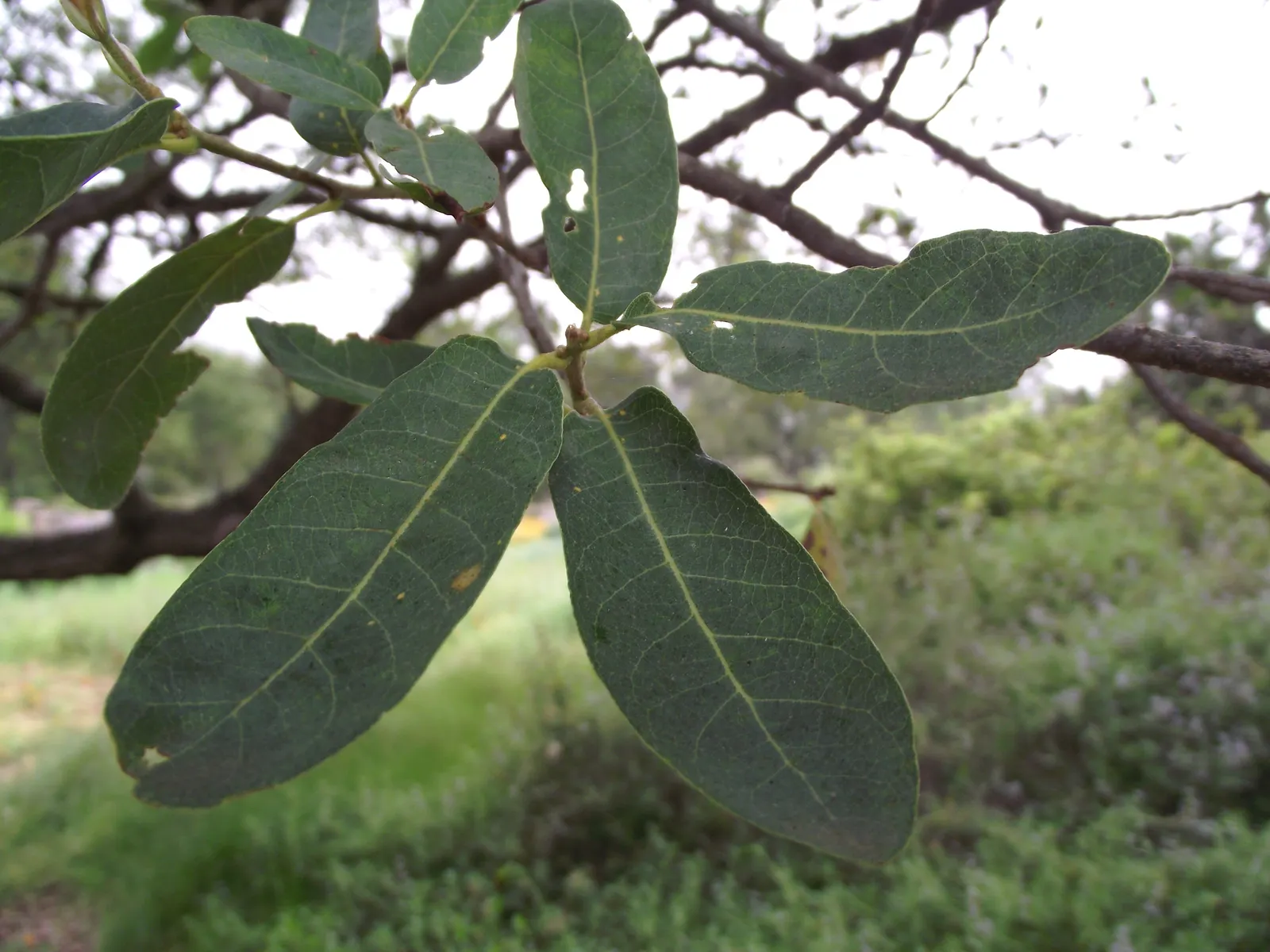 Engelmann Oak, Mesa Or Pasadena Oak (Quercus Engelmannii) — California native that offers a majestic silhouette