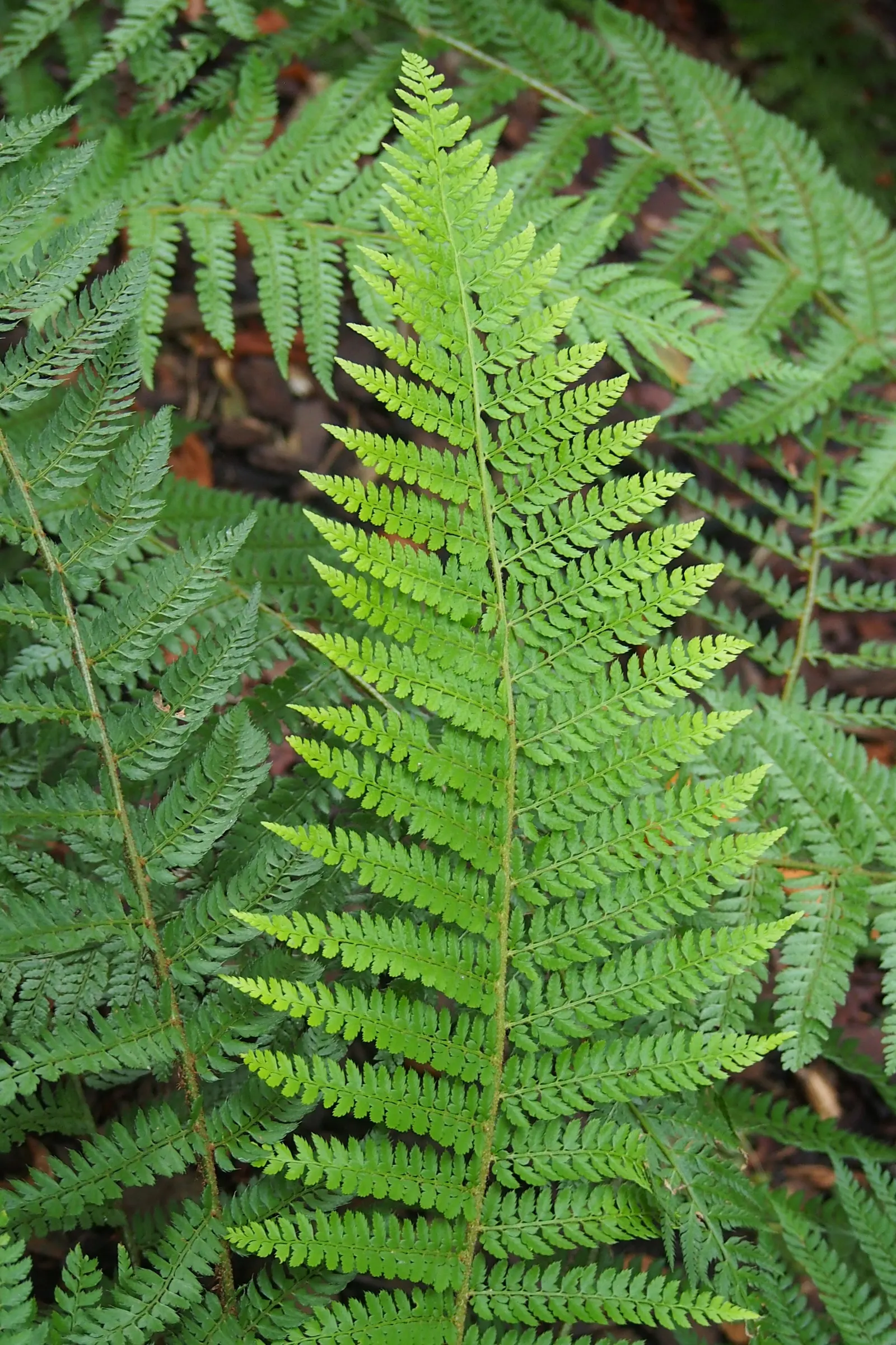 Alaska Fern (Polystichum Setiferum) — Hardy in zones 5-8, it's a robust addition providing year-round interest; although it tolerates a range of, image 110