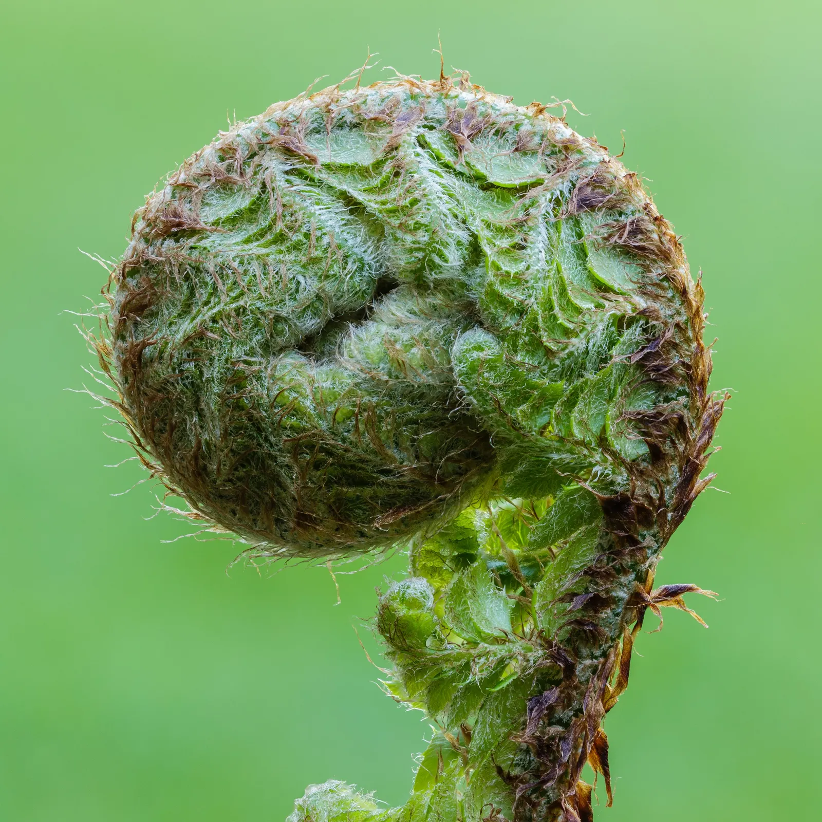 Alaska Fern (Polystichum Setiferum) — is a perennial fern recognizable by its lacy; enriching woodland gardens with its feathery texture