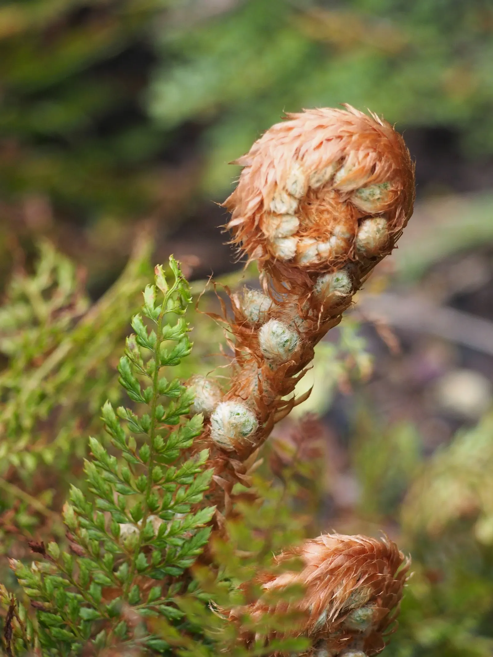 Alaska Fern (Polystichum Setiferum) — finely divided fronds that extend up to 2-3 feet long; although it tolerates a range of soil types, image 128