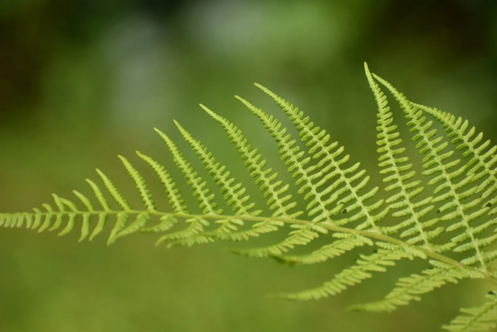 Alaska Fern (Polystichum Setiferum) — the Alaska Fern is low maintenance, image 102