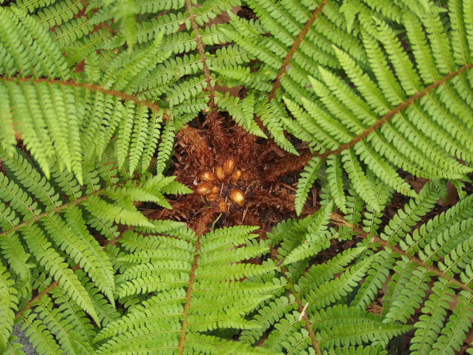 Alaska Fern (Polystichum Setiferum) — This species is renowned for its lush; the Alaska Fern is low maintenance, image 114