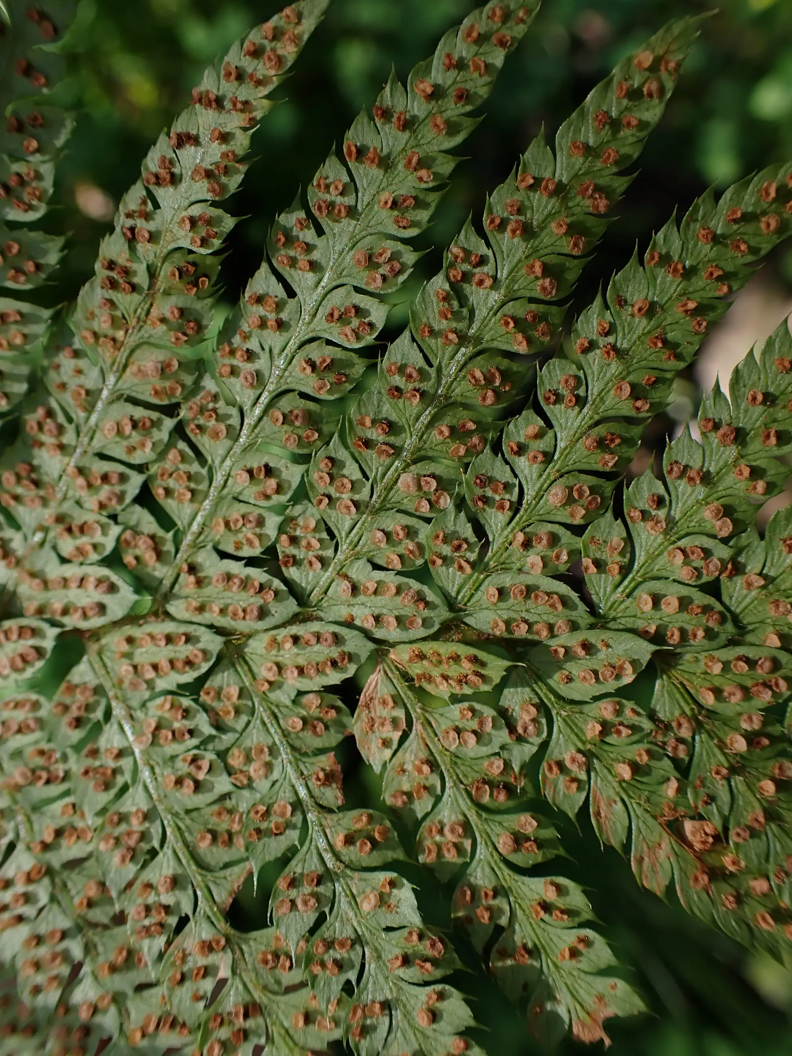 Alaska Fern (Polystichum Setiferum) — feathery fronds that provide textural contrast in garden landscapes