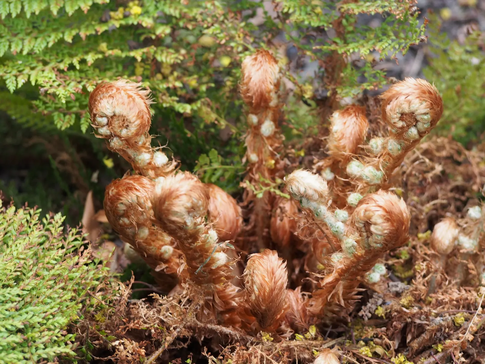 Alaska Fern (Polystichum Setiferum) — fern for deep shade or half or shade; the Alaska Fern is low maintenance, image 126