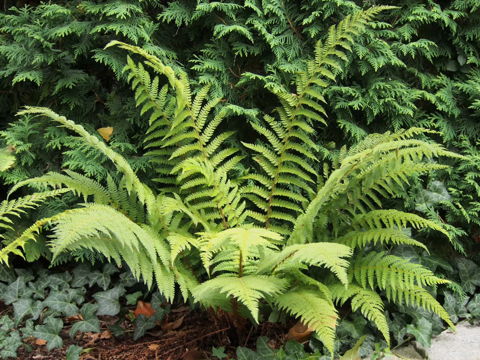 Alaska Fern (Polystichum Setiferum) — The cascading nature of its fronds also makes it suitable for use in terraced gardens or slopes; enriching, image 121