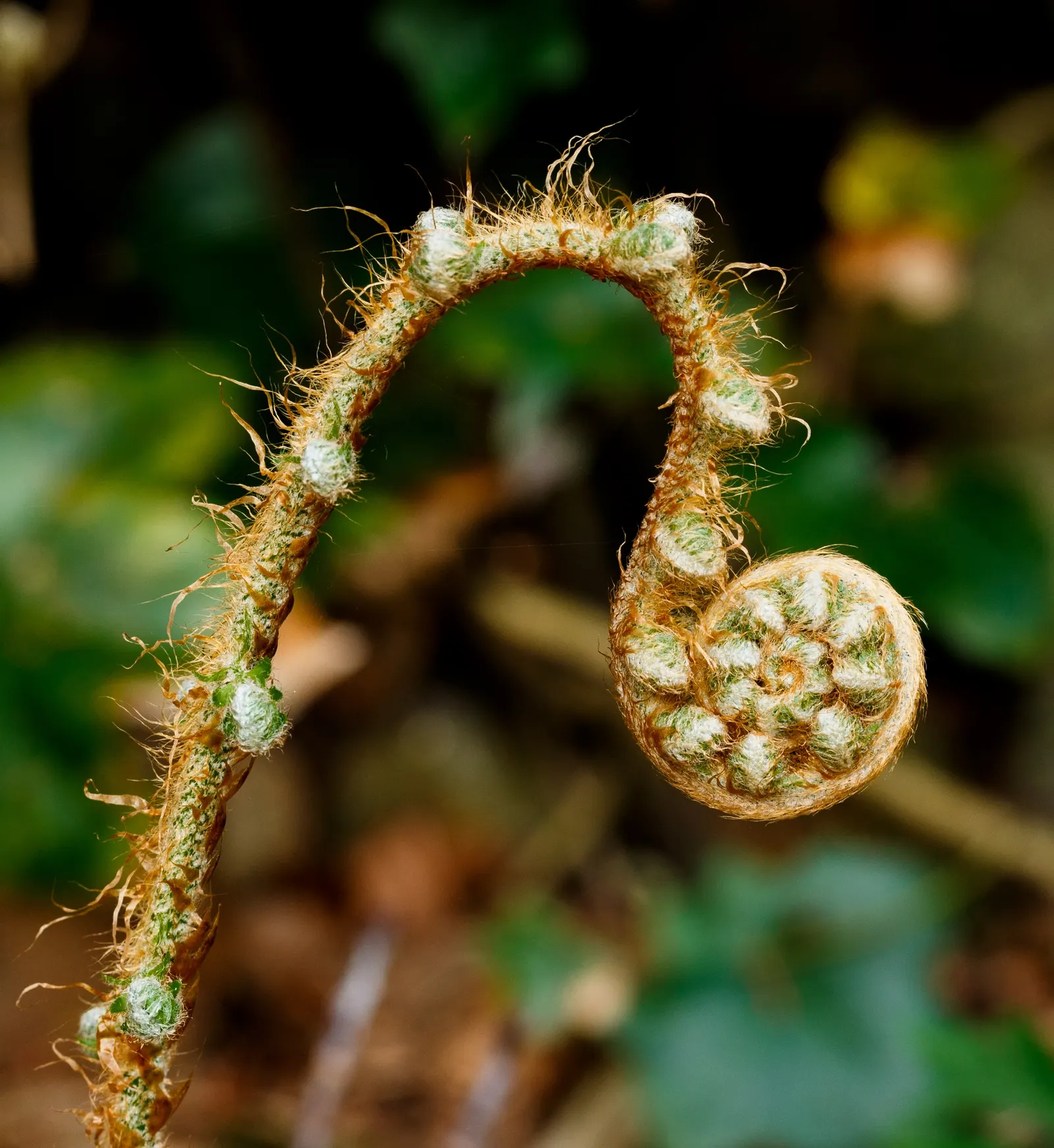Alaska Fern (Polystichum Setiferum) — is a perennial fern recognizable by its lacy