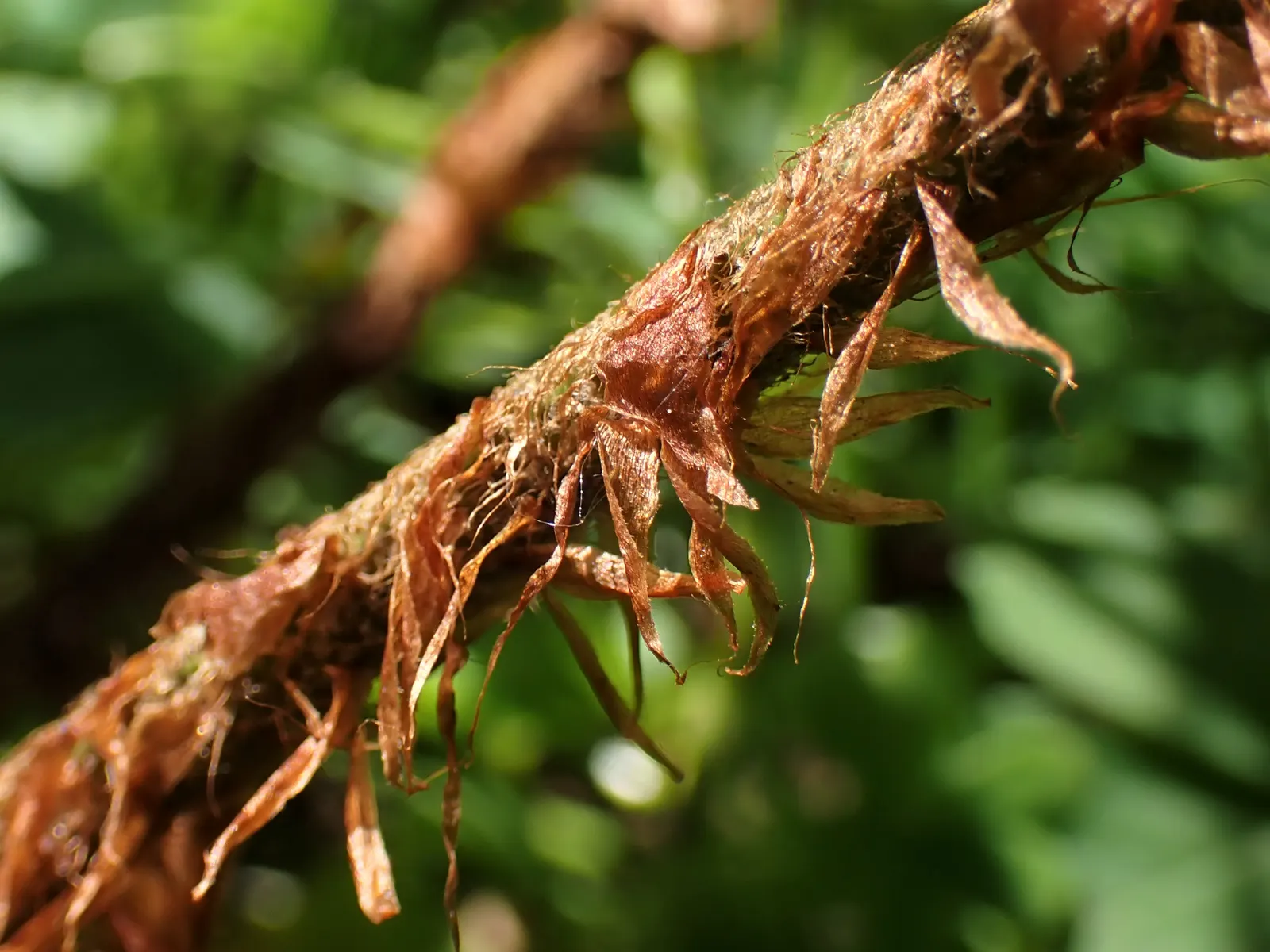 Alaska Fern (Polystichum Setiferum) — Ideal for a tranquil, green backdrop or as a graceful understory plant