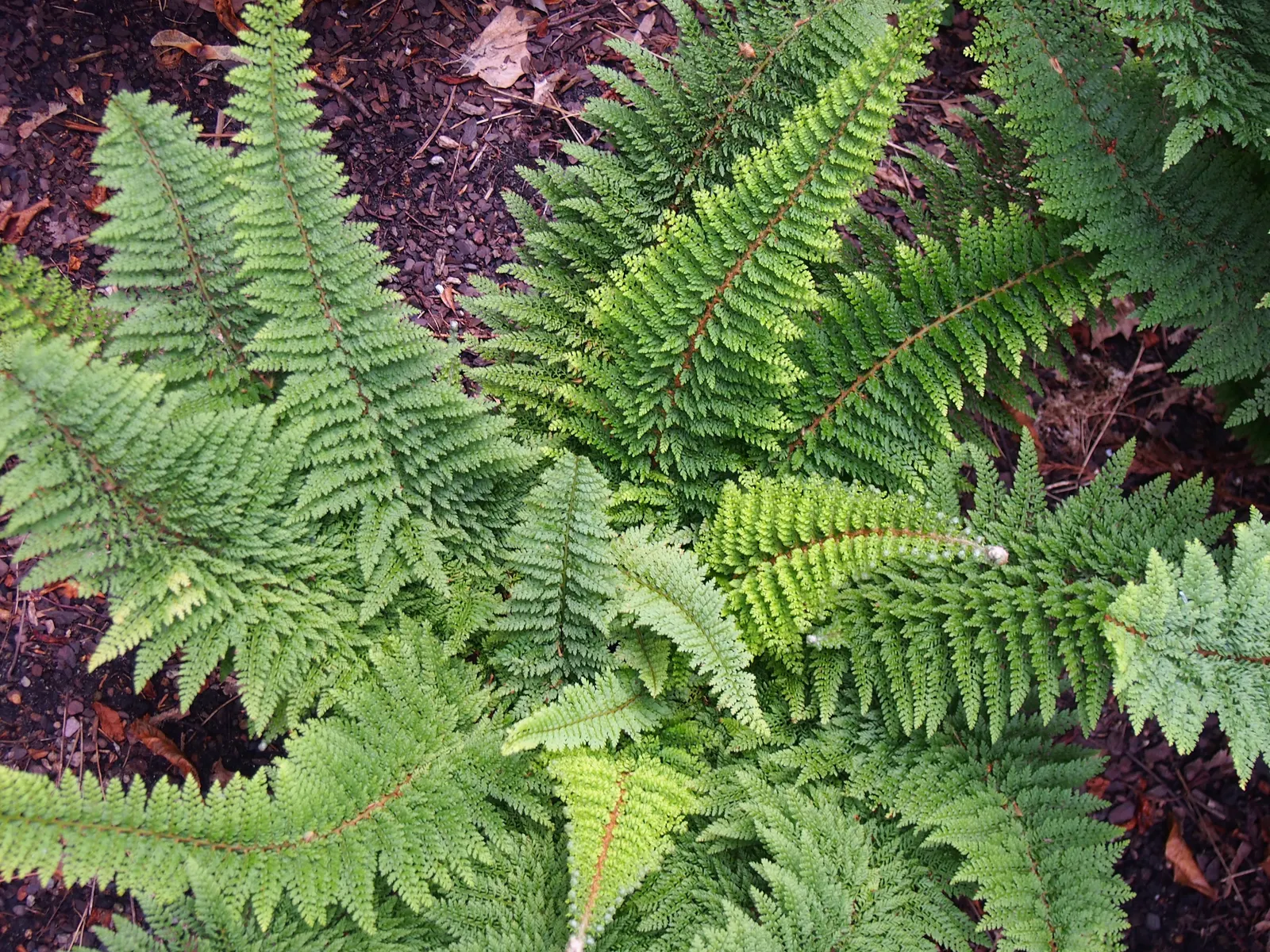 Alaska Fern (Polystichum Setiferum) — fern for deep shade or half or shade; the Alaska Fern is low maintenance, image 105