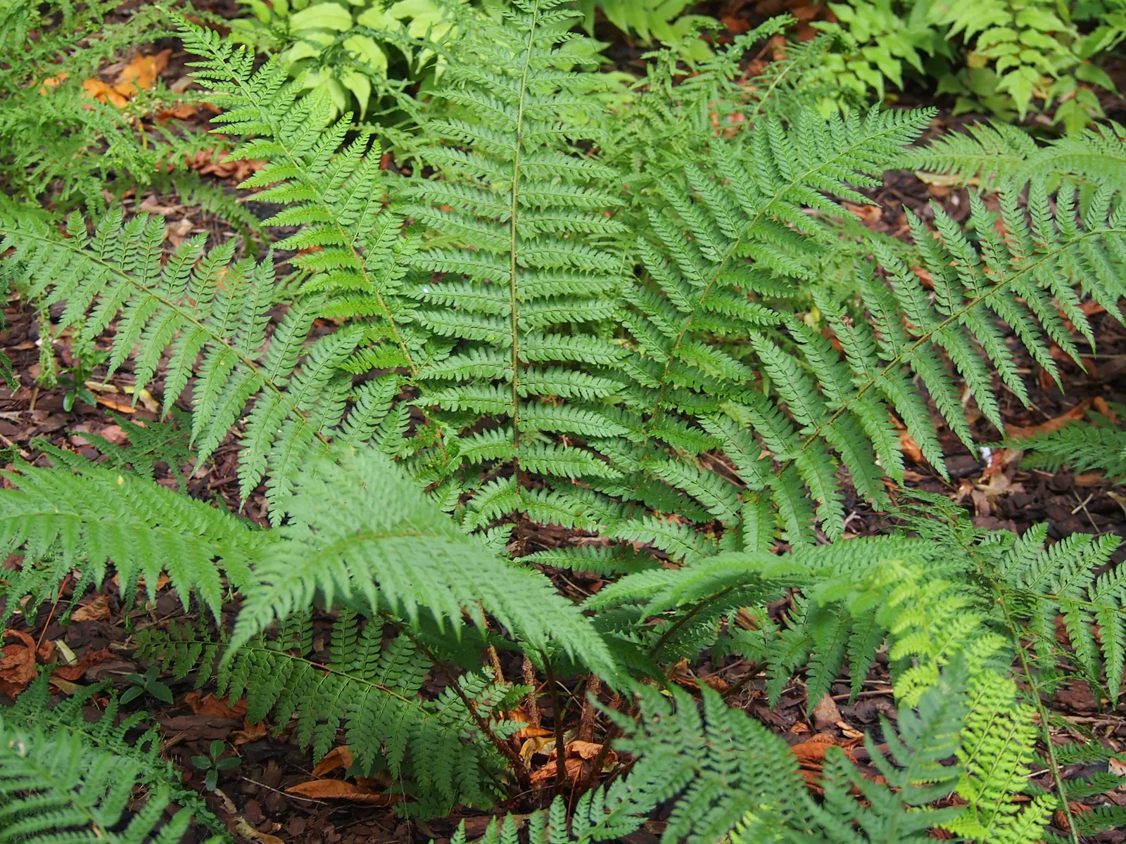 Alaska Fern (Polystichum Setiferum) — enriching woodland gardens with its feathery texture, image 109