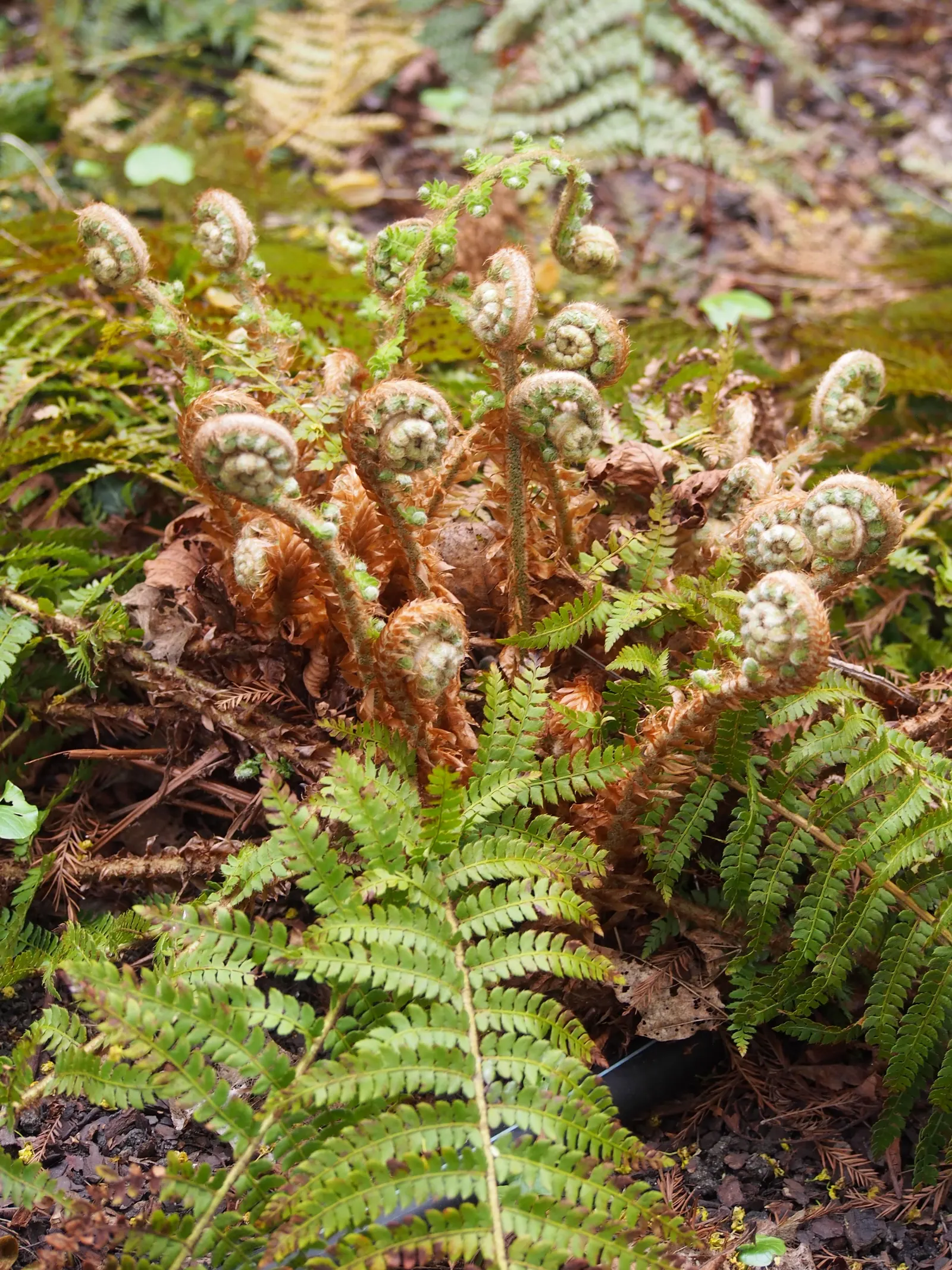 Alaska Fern (Polystichum Setiferum) — or as a complement to other shade-loving plants in a mixed bed; the Alaska Fern is low maintenance, image 120