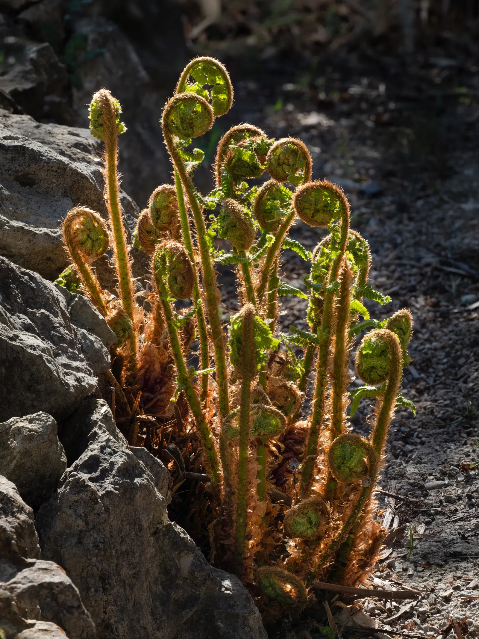 Alaska Fern (Polystichum Setiferum) — where it can assist in erosion control.<br><br>Aside from its ornamental value