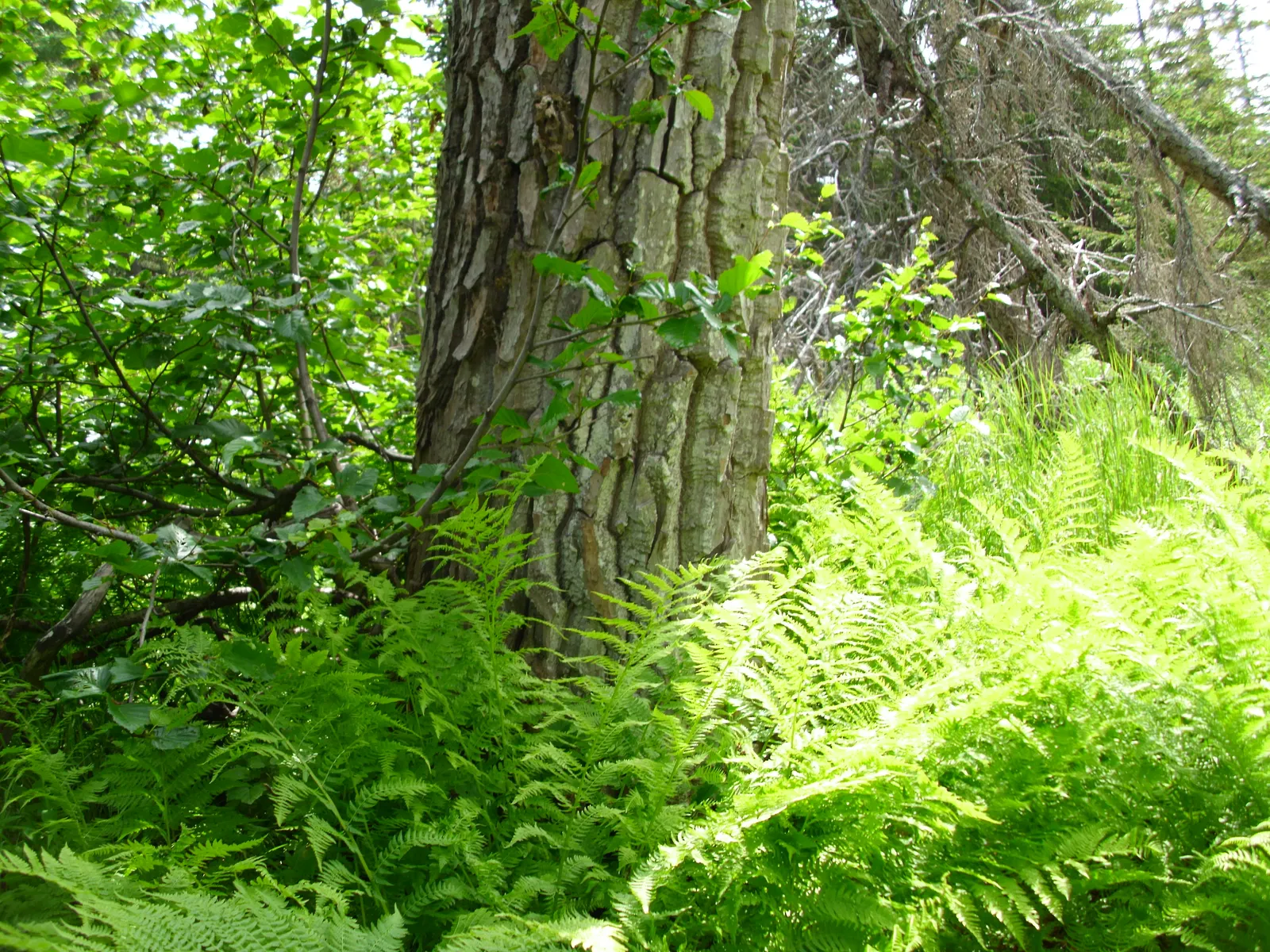 Alaska Fern (Polystichum Setiferum) — The cascading nature of its fronds also makes it suitable for use in terraced gardens or slopes; enriching, image 100